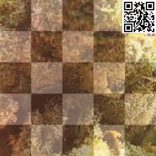 61089433673675855013240100592429788426200334601701735580530433778495399133185