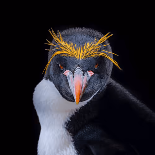 Macaroni Penguin Lovers