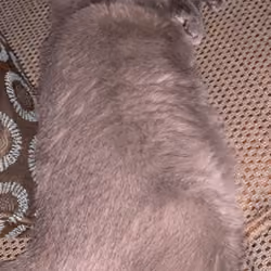 thiCC Kitty