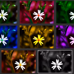 OVERVIEW Flourishing Wild Flower