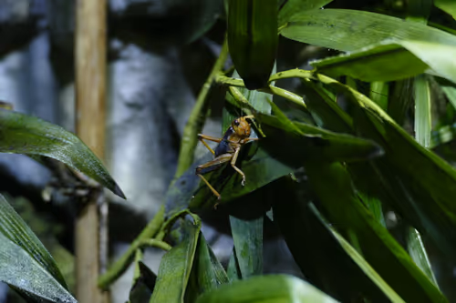 Item #52956220066904984822105294950617311198708422789705140296862517621378611412993 Media