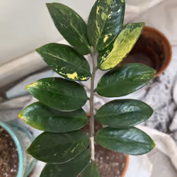 VARIEGATED ZZ
