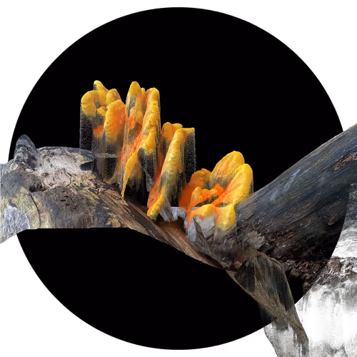 Item #3297889266964821186108216166808061648097153390725508810487041775094540009473 Media