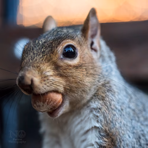 Squirrels of New York #2