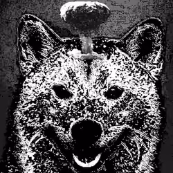 SHIBA UNITED #010