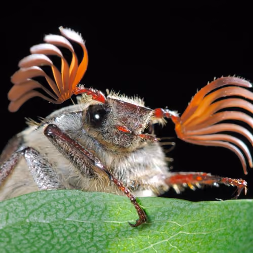 Beetle Buddy #001