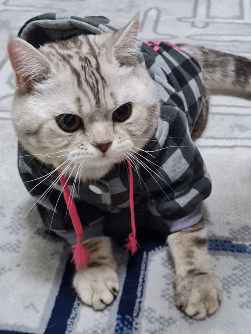 Item #86905873126955002479627001740615612203296733908916306944010109157182072160257 Media