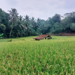 Rice Field Shack
