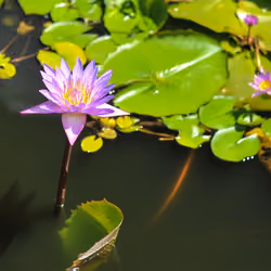 The Blooming moment #10
