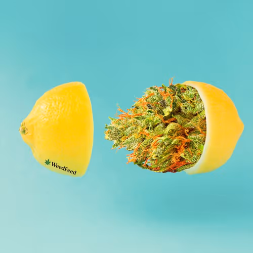 Item #276618171581163995688451181711762959038558310937804576463711701022059528193 Media