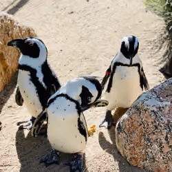 Penguins