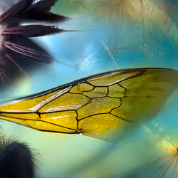 SLEEPING BEES Stained Glass WIng