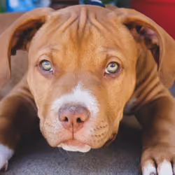 Who's a good boy?
