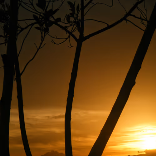 Egyptian_king Collection