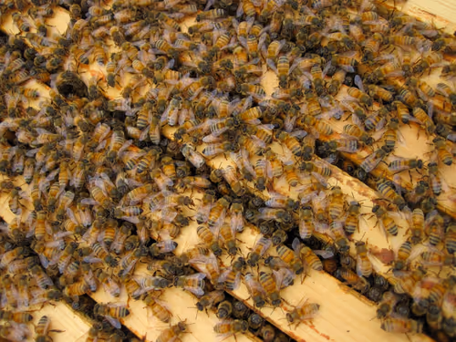 Item #9120212916765116150568675881713414537423652719211967924258503619900728147969 Media