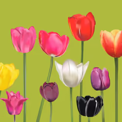 Tulips on Olive Grn BG