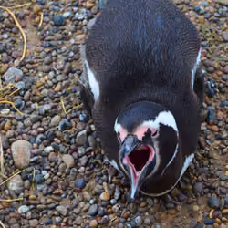 penguin club