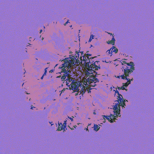 12 Views Gerbera Daisy
