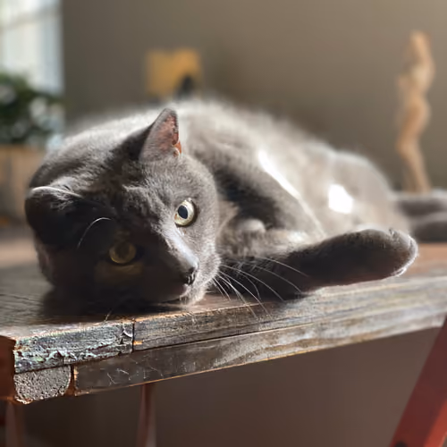 Monty