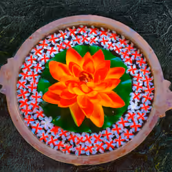 le fleur de lotus #1