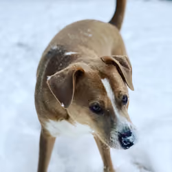 Winters Dog 2