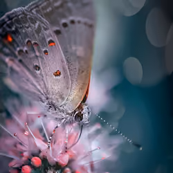 Amazing butterfly