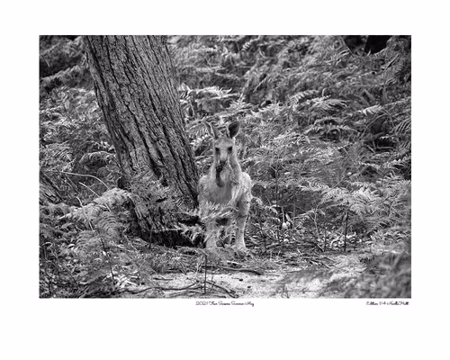 Item #24600310660482288606297797528155087939323639147399647196853483644638818467841 Media