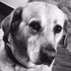 Labrador retriever