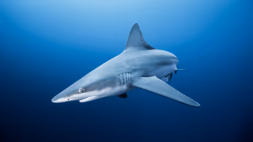 Item #3147264944406700661199990101931342713286422144963427559940462105134830190593 Media