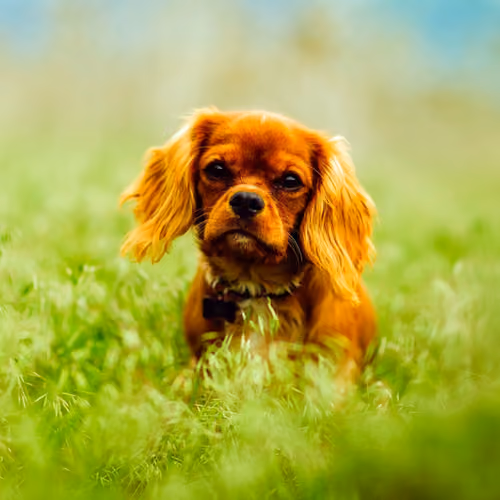 Innocent Dog #40