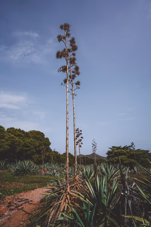 Item #96927138123694371990624378573919196862016558693078256504060925362435786801153 Media