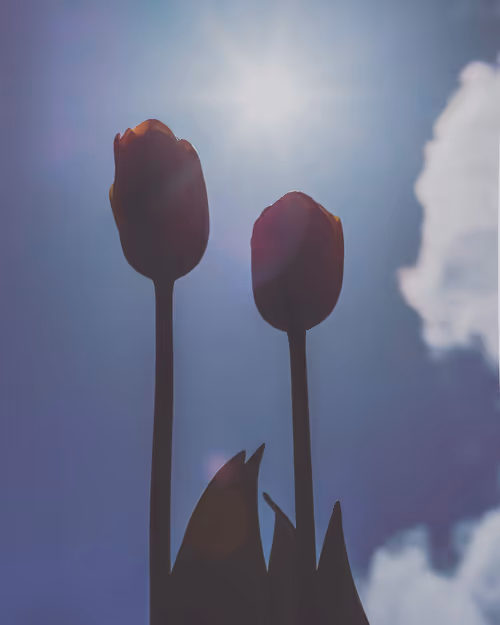 Item #61140817841535323188943582947873458398896939162862574355994582695248041869313 Media