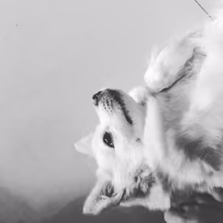 my favorite dog