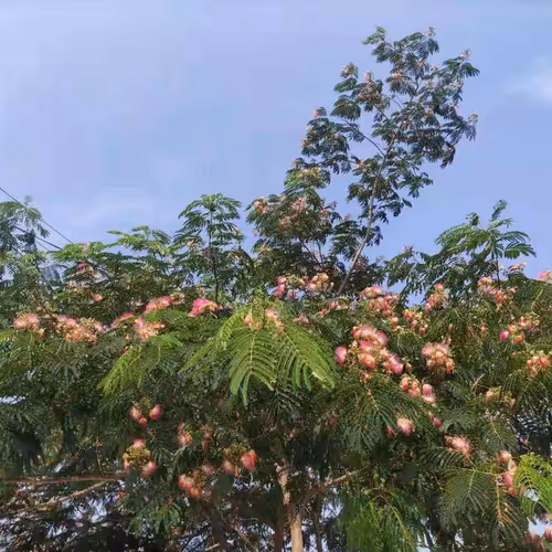 Hibiscus flowers