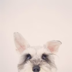 the 1st "halffaceschnauzer" pics of TOTO