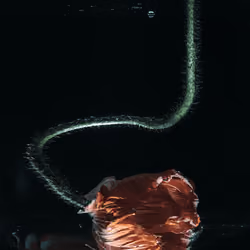Poppy_02