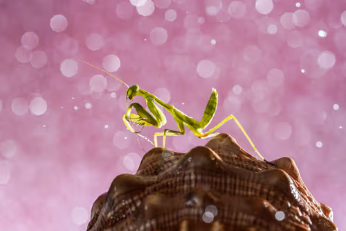 Item #103209038218613868930619060226973881085287424924468474495414640458971658321921 Media