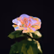 Cryptoflora Collection