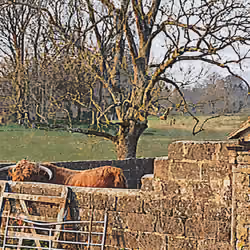 Hiding Cow #18