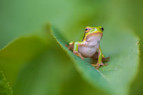 Item #11893448461842202167923125391346137616384292588036434545660885360533703753729 Media