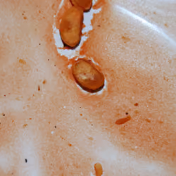 Beans 2 (Leftovers)