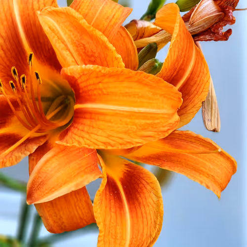 Untitled Collection #53199631