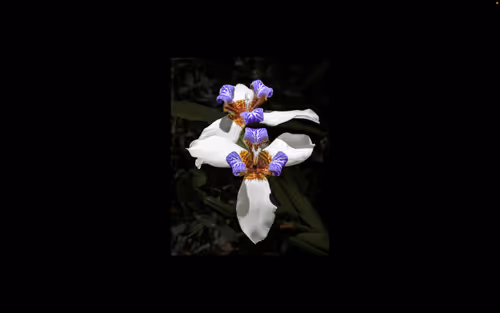 Item #112000724350228495474711911108130364376243231564197861893917099803631681546 Media