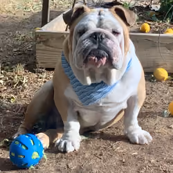 Bored Bully #3