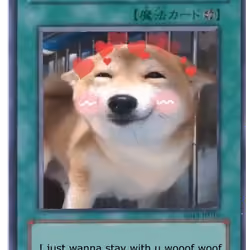 Cute Shiba