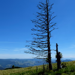 lonesome tree at summit