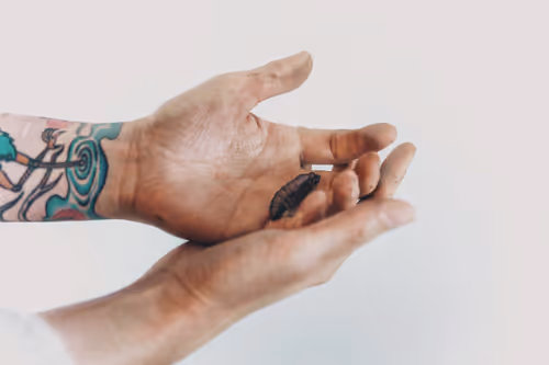 Item #91197645356658558939675614627603270667924620975267700772081319393321956671489 Media