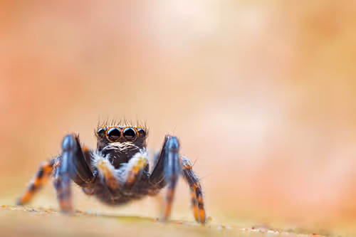 Item #11893448461842202167923125391346137616384292588036434545660885370429308403713 Media