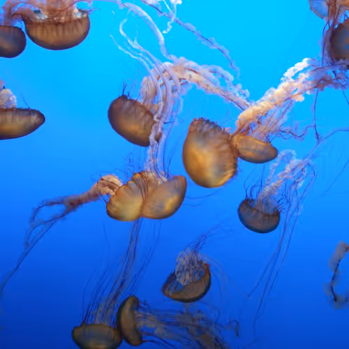 Untitled Collection #56031650