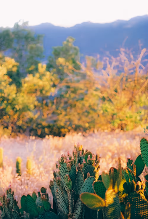 Item #65389115153694578478564242241340255981733508835170709142805133195428891721729 Media